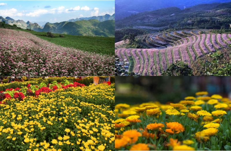 赴日賞花退燒？　越南賞花真正WOW
