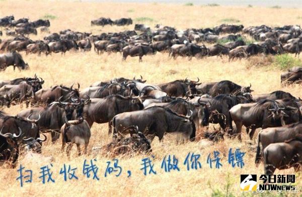 支付寶正式進入非洲。