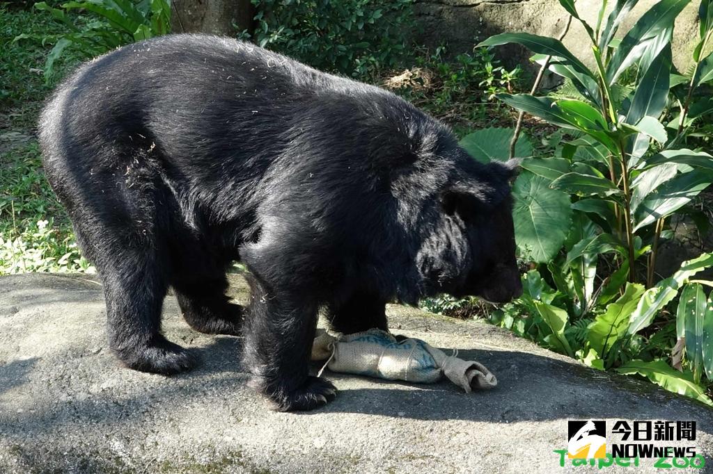 ▲動物園打造專屬養老村，讓年邁黑熊能安心生活。（圖／台北木柵動物園提供）
