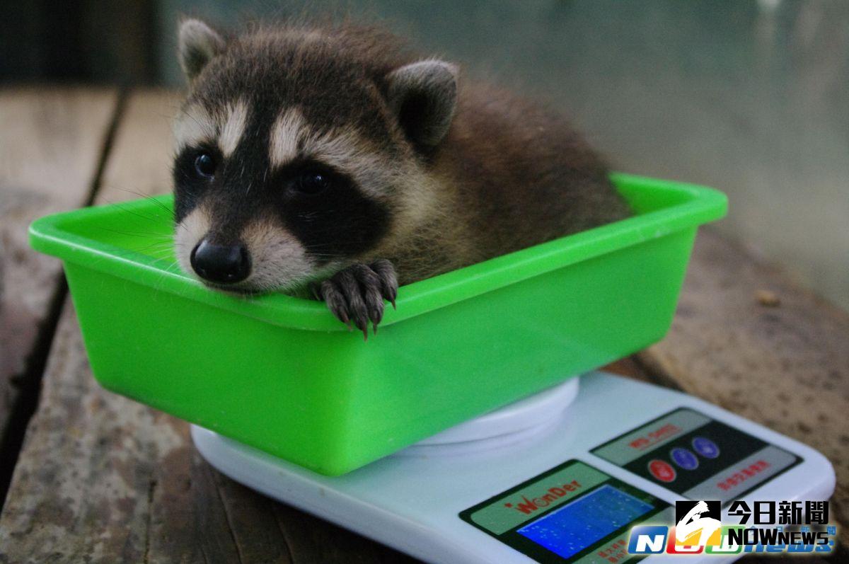 ▲新竹市立動物園北美小浣熊做健檢，活潑好動的可愛模樣「萌翻天」。（圖／記者陳志偉翻攝，2017.4.3）