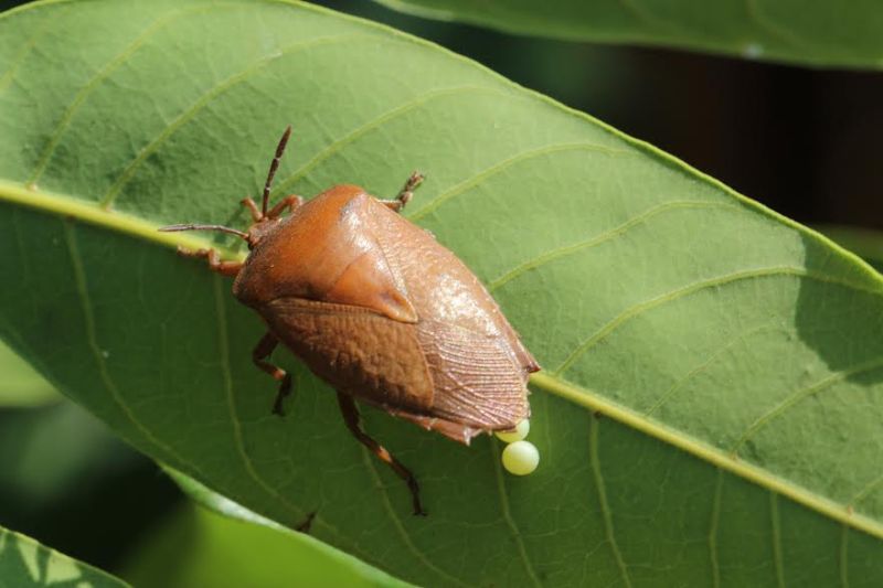 ▲農友請加強防治荔枝椿象問題。（圖／農委會提供）