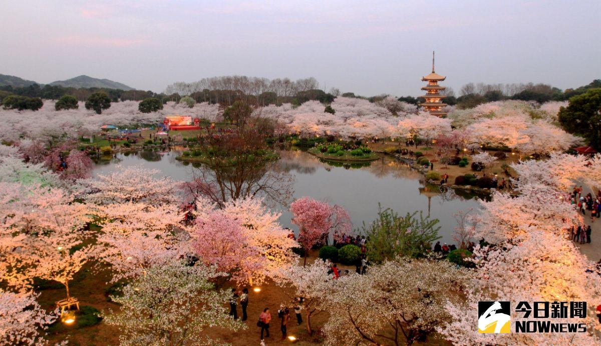 ▲武漢的東湖櫻花園是著名的賞櫻景點。（圖／華信航空）