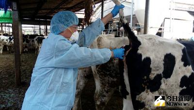 嘉義縣有3家牧場驗出40頭乳牛感染結核病，經查3牧場業者都是向雲林縣吳姓畜牧業者的牧場購買，感染牛結核病的40頭乳牛已全部撲殺完畢。圖為家畜疾病防治所人員為乳牛抽血檢查情形。（家畜所提供）中央社記者江俊亮傳真　106年4月20日