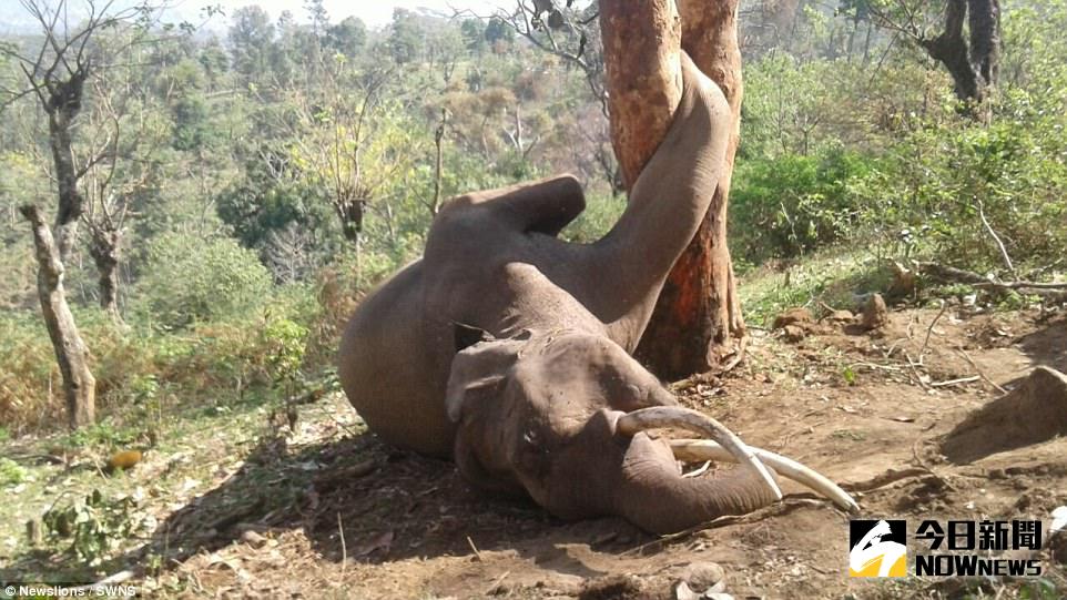 ▲大象爬樹覓食，腳卡樹幹不幸死亡。（圖／翻攝自dailymail）
