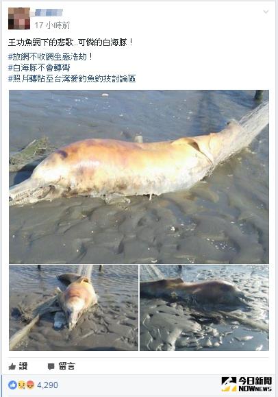 ▲網友在爆料公社發文，指白海豚遭漁網纏繞而死。（圖／翻攝自爆料公社）