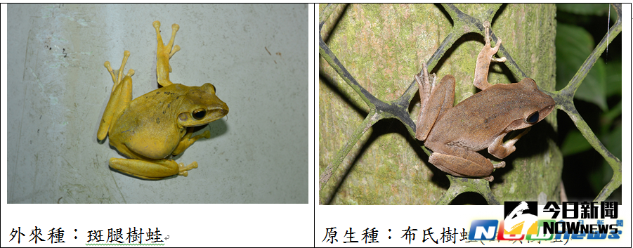 ▲外來種的斑腿樹蛙(左)與原生種布氏樹蛙雖相似，但對生態的破壞力卻很強悍。（圖／新竹縣政府提供，2017.5.21）