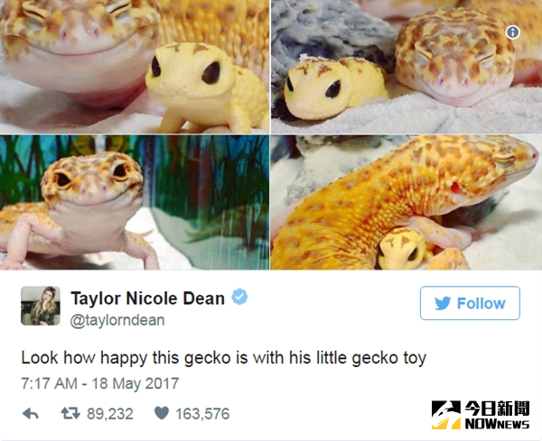 牠可能是世界上最可愛的壁虎。