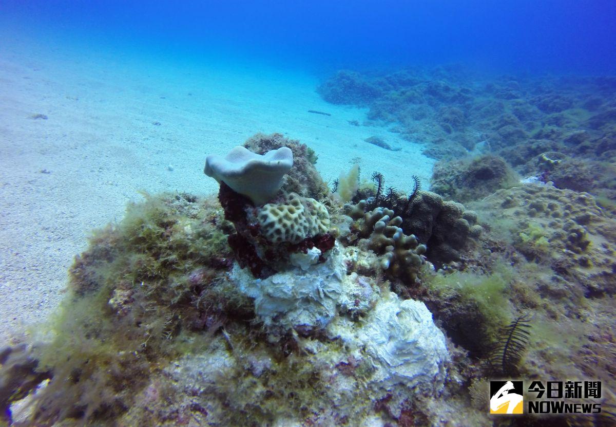 ▲高雄海科大在琉球鄉海與植栽復育「花環珊瑚」頗見成果。（圖／創新育成中心李宇頡提供,2017.5.19）