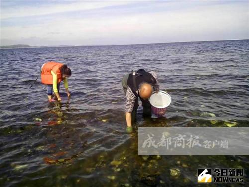 丹麥生蠔氾濫成災，四川美女邊苗苗響應挖生蠔救災。