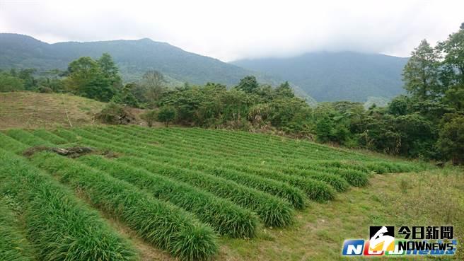 ▲位在萬榮鄉的原保地被現任議員游美雲胞兄拿來大賺無本生意，今天被檢調起訴，訊後斥回。（圖／鄭志宏翻攝,2017.05.18）