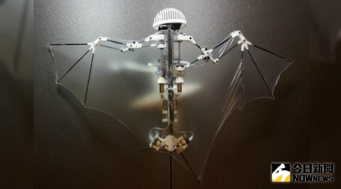▲美國加州理工學院根據蝙蝠生理結構，研發出一款機器蝙蝠，它的飛行能力，不僅比無人機更靈活，翅膀也和真的蝙蝠一樣，會變形、凹陷。（圖／翻攝自YouTube）