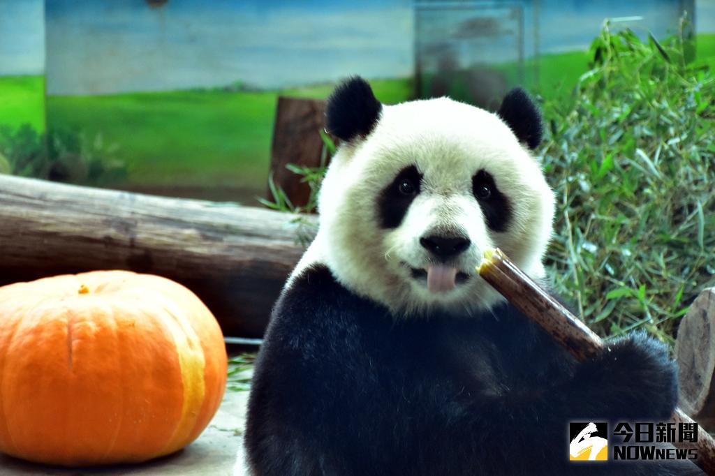 ▲每年的5月22日是國際生物多樣性日，大貓熊「圓仔」貢獻一己之力，代言推廣台灣農產品。（圖／北市動物園提供）