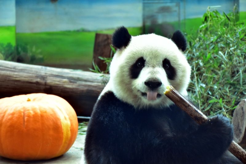 ▲每年的5月22日是國際生物多樣性日，大貓熊「圓仔」貢獻一己之力，代言推廣台灣農產品。（圖／北市動物園提供）