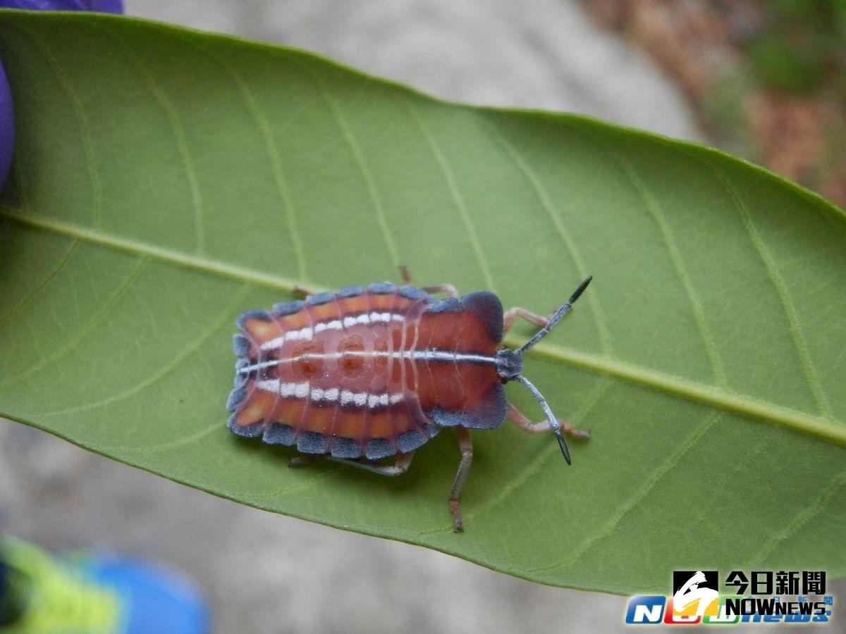 荔枝椿象蟲危害 宜蘭縣動植物防疫所呼籲提防 | 地方 | NOWnews今日新聞