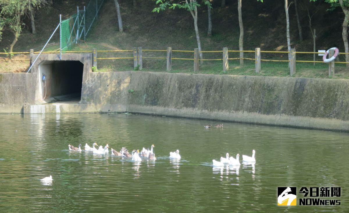 ▲苗栗縣政府農業處為維護客家園樓周邊環境及防範禽流感疫情，將華鵝及綠頭鴨分別移置育達科技大學、聯合大學及雪霸國家公園，供民眾欣賞。（圖／苗栗縣政府農業處提供，2017.5.10）