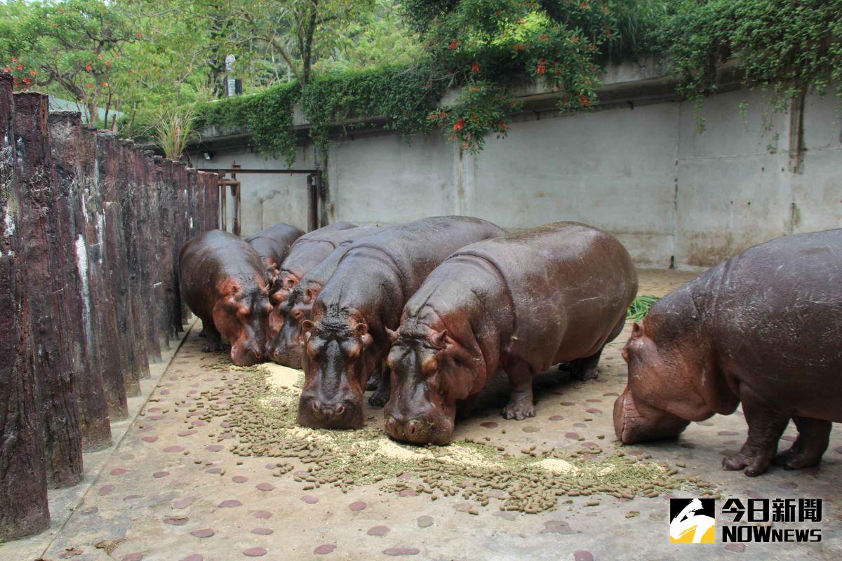 ▲一到放飯時間，河馬們爭先恐後地「衝」向食物。（圖／北市動物園提供）