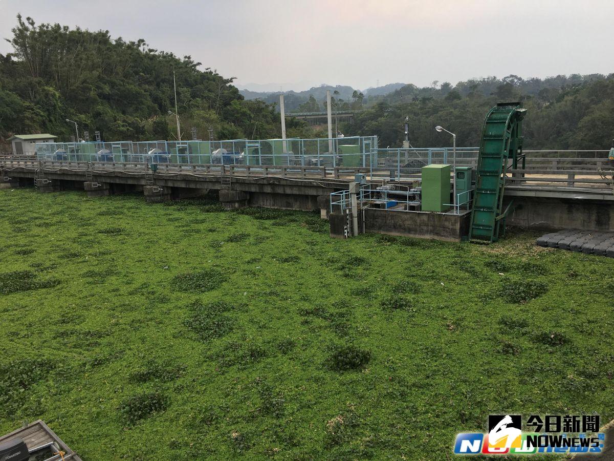▲新竹縣峨眉湖大埔水庫水面上滿是布袋蓮、水芙蓉，彷彿一片大草原。（圖／記者常似虎攝，2017.5.4）