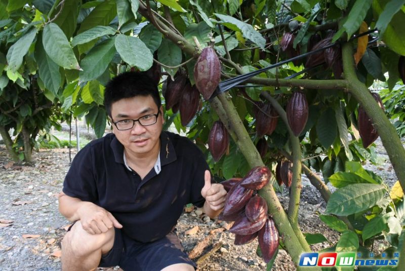 ▲園藝系畢業的陳信宏以嫁接方式培育可可樹，能在2年後就結果可可果實比一般大。（圖／記者陳宗傑攝,2017.5.13）
