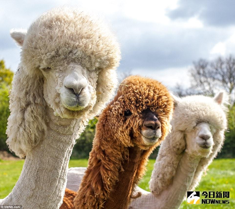 ▲羊駝剃毛模樣超爆笑，特殊造型萌翻眾人。（圖／翻攝自dailymail）