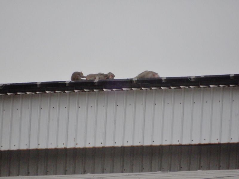 ▲黃昏日落的時候，有三四隻獼猴在穀倉鐵皮屋頂上嬉戲。（圖／記者宋汝夔攝，2017.05.26）
