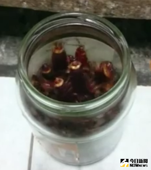 ▲超強抓蟑螂妙招，豆腐乳玻璃罐輕鬆搞定。（圖／翻攝自爆廢公社）