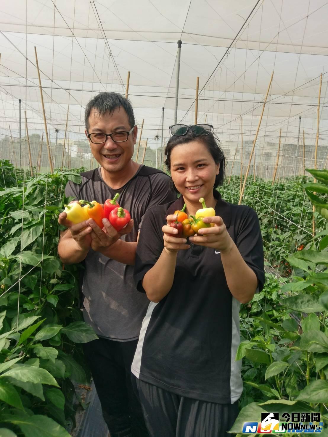 ▲屏東市農友方英吉跳脫傳統的彩椒品種，栽種色彩繽紛艷麗的小甜椒。（圖／記者陳宗傑攝,2017.5.15）