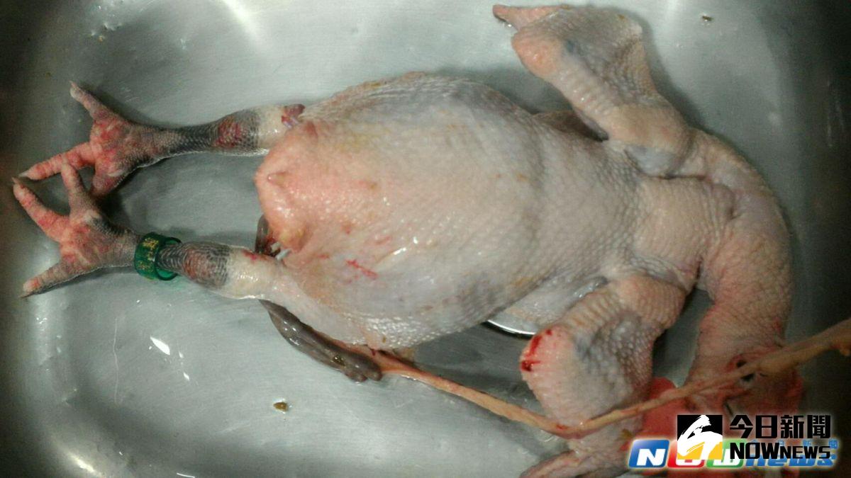 ▲新北市家禽屠宰場的屠檢獸醫師在屠後檢查時，發現有2隻雞隻體表局部性潮紅、眼睛周圍輕微腫脹、腳瀰漫性出血、肌胃黏膜潮等疑似禽流感的症狀。（圖／新北市動保處提供，2017.4.4）