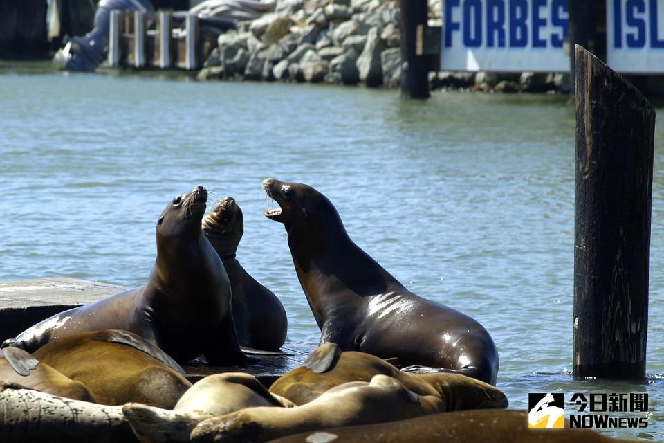 ▲有民眾向衛生局投訴市面仍有業者販售海豹海狗油，台北市動保處表示，若查獲則最高可罰5萬元罰鍰。（圖／翻攝自Pixabay）