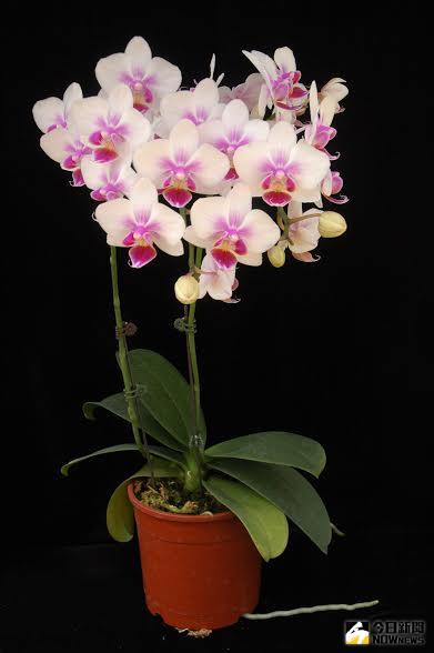 ▲照顧蝴蝶蘭好簡單，栽培管理全攻略。（圖／農委會）