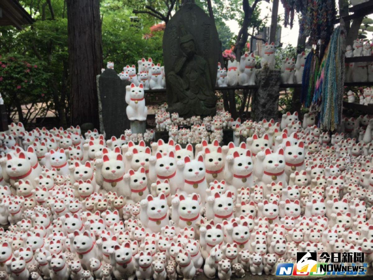 探訪招財貓由來的豪德寺。（圖／記者許凱婷攝）