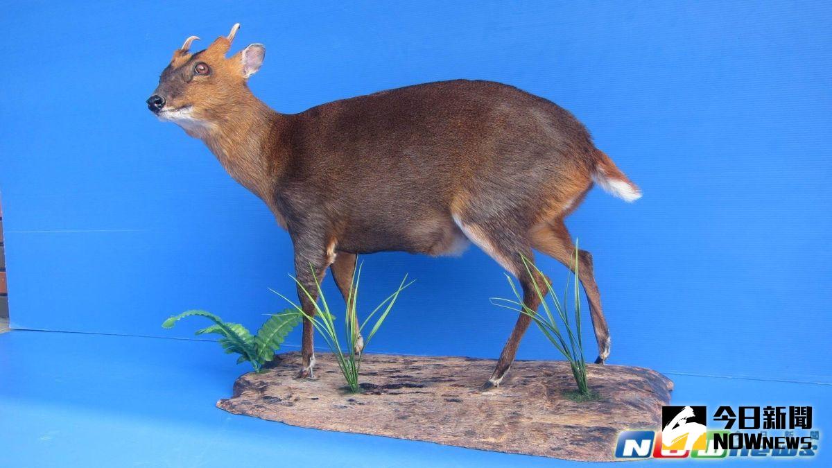 ▲山羌標本。（圖／記者李清貴翻攝,2017.5.19）