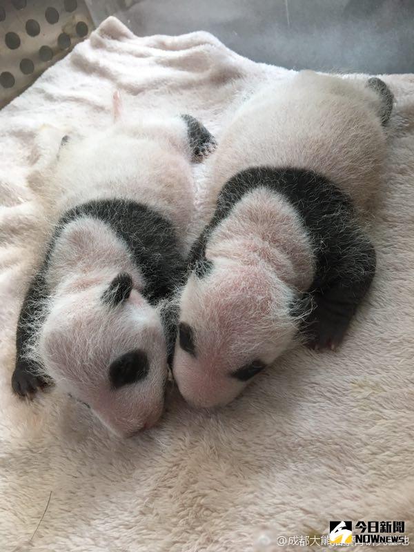 2017年全球首對熊貓雙胞胎誕生。