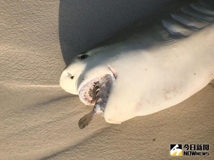 ▲鯊魚的最後晚餐，因河豚窒息死亡。（圖／翻攝自earthtouchnews）