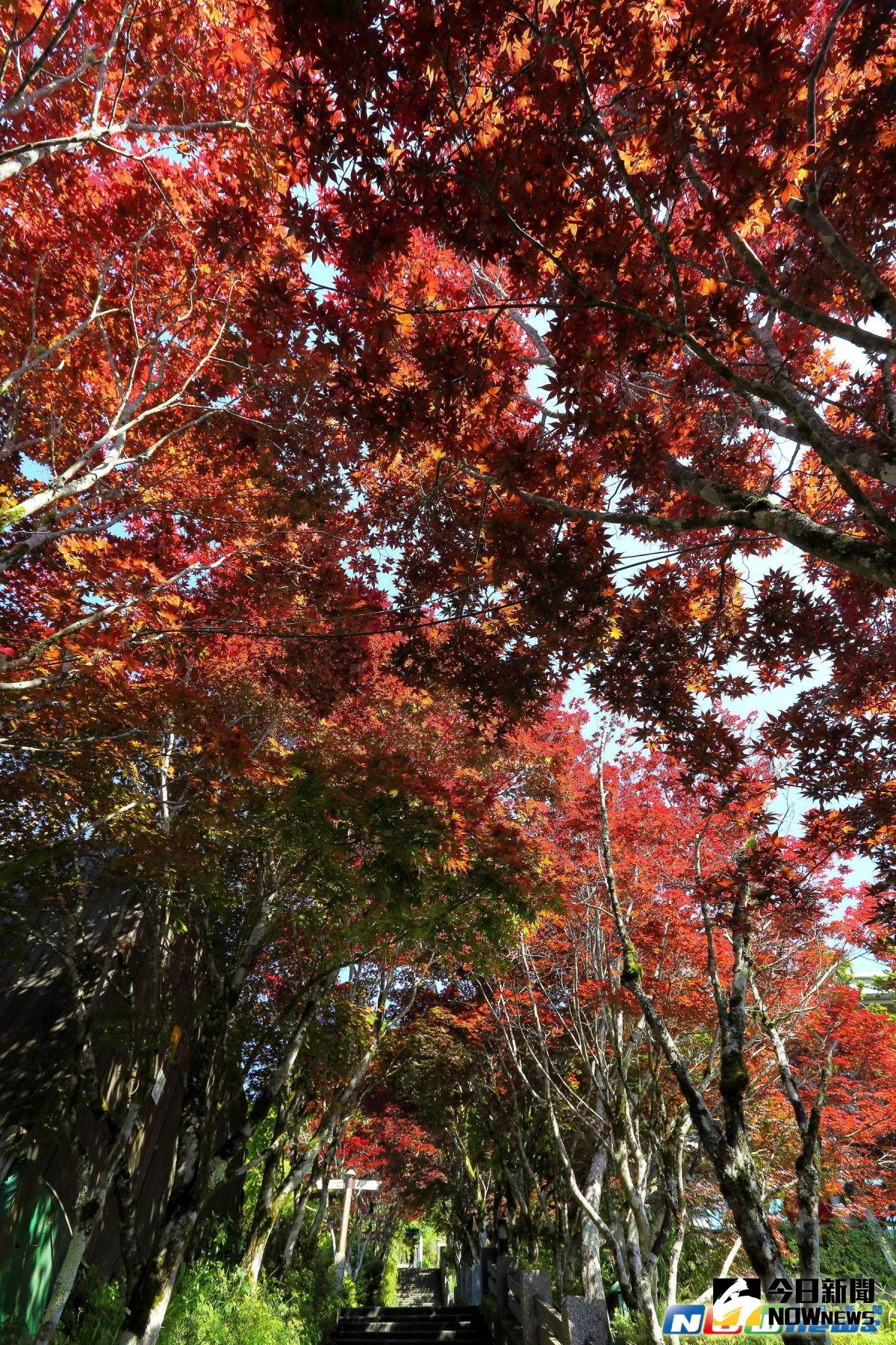 ▲太平山莊中央階梯兩側的「紫葉槭」最引人注目。（圖／記者李清貴翻攝,2017.5.23）