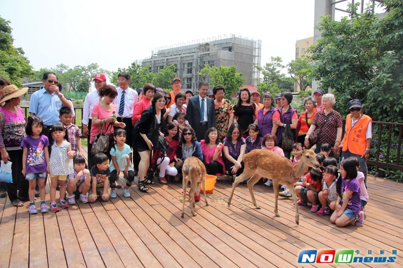 ▲鹿港鎮公所圈養的小梅花鹿移居至生態公園內，吸引很多社區居民及父母帶著小朋友來散步看小鹿。（圖／記者陳雅芳攝，2017.5.5）