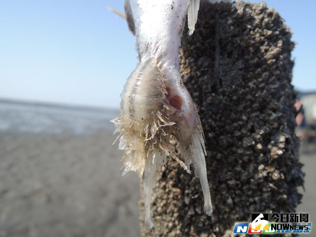 ▲芳苑鄉潮間帶被發現一條俗稱「成仔丁魚」的尾巴，正被魚蝨啃噬，魚蝨學名叫尖甲水虱，以吸食魚體維生。（圖／記者陳雅芳翻攝，2017.5.21）