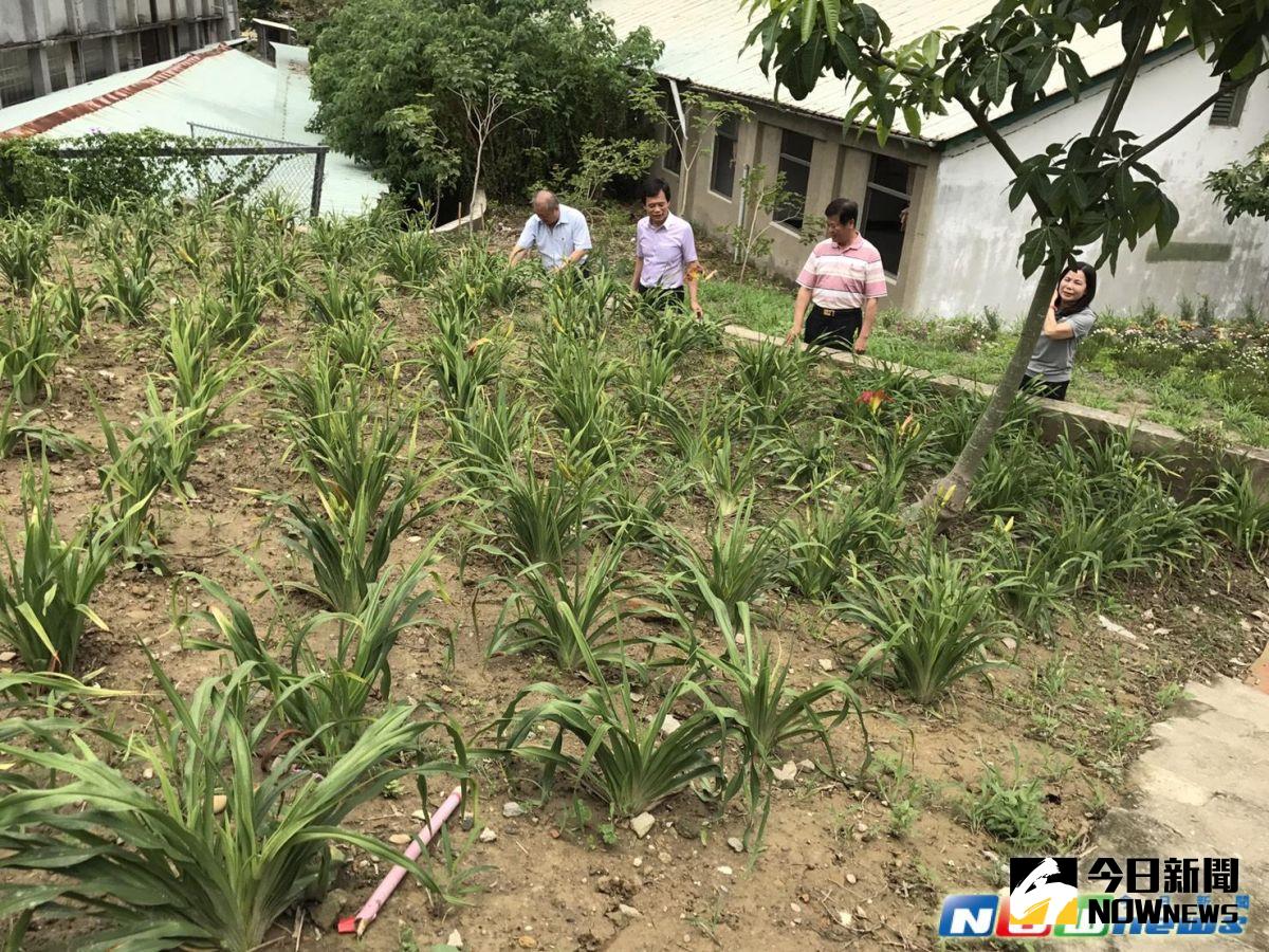 ▲鄉長李成濟說將在虎山巖周邊打造金針花花海，歡迎遊客來賞花。（圖／記者陳雅芳攝，2017.5.21）