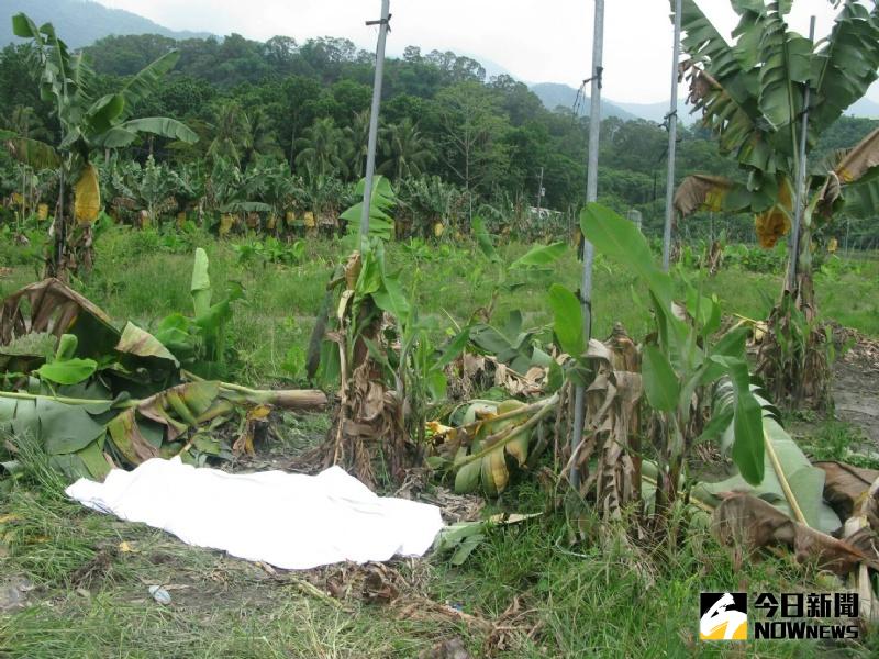 ▲偷竊香蕉曝光園主毆打竊賊致死成殺人犯。（圖／里港警分局提供,2017.5.28）