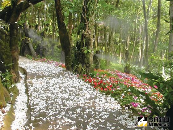 ▲苗栗桐花樂活公園是著名賞花地點。（圖／翻攝自客家委員會官網）