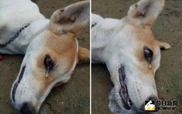 ▲被下毒口吐白沫，狗狗流下眼淚。（圖／翻攝自《泰國星暹日報》）