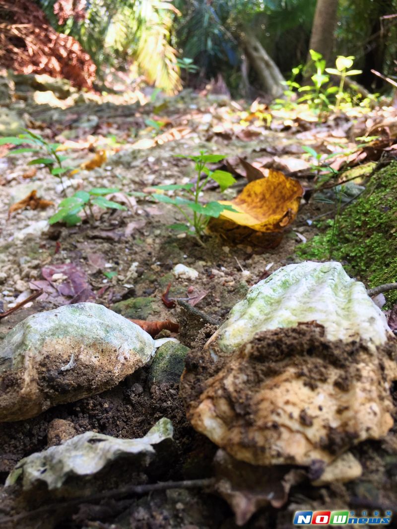 ▲守護內惟《小溪貝塚》遺址，從你我做起；讓後代子孫了解歷史人文及地理真相。（圖／記者宋德威攝，2017.5.1）