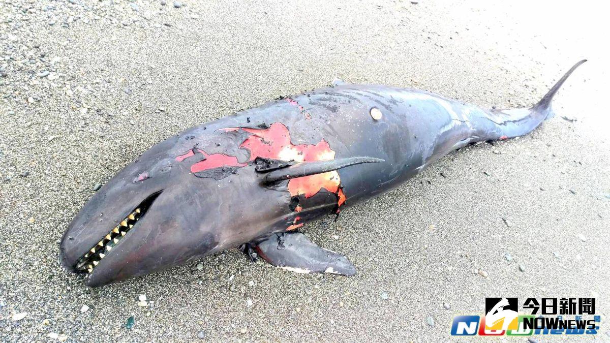 ▲於今（8）日上午十二時許，海巡署第一三岸巡總隊於巡邏時在東海岸樟原泊區發現一頭被外界戲稱為「微笑殺手」之偽虎鯨擱淺死亡。（圖／記者劉修銘翻攝，2017. 05. 08）