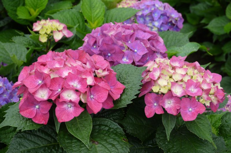 ▲色彩繽紛繡球花盛開，半日遊即日起開放報名。（圖／北投區農會）