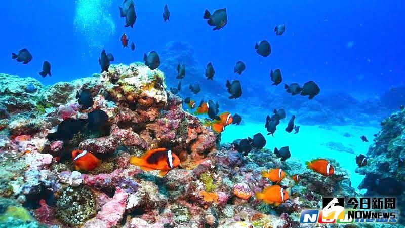 ▲每年的農曆三、四月，台灣沿海的珊瑚都會準時上演珊瑚產卵的海洋盛事，在近這幾個月只要潛進綠島的海底世界，就可以窺得這難得一見的海底世界。（圖／東部海岸國家風景區管理處提供，2017. 05. 09.）