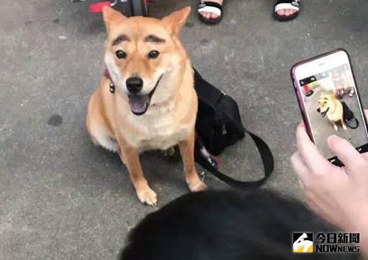 ▲這隻小狗因有粗眉大眼，長得很像卡通人物蠟筆小新。（圖／翻攝自嘿嘿臉書）