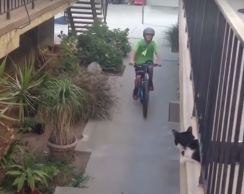 ▲男孩舉起手想擊掌，貓咪熱情回應。（圖／翻攝自臉書）