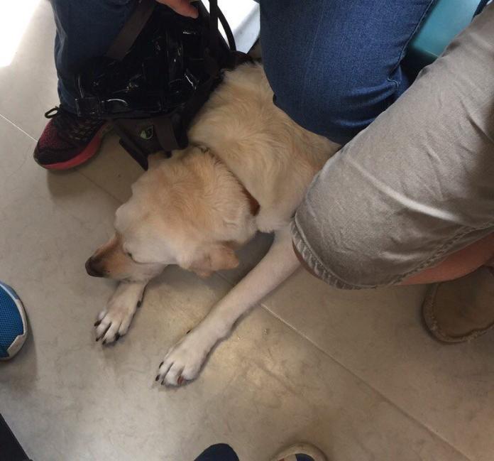 ▲網友發文表示看到導盲犬搭捷運常被民眾踩到，提醒大家注意看腳下。（圖／翻攝自「Dcard」）