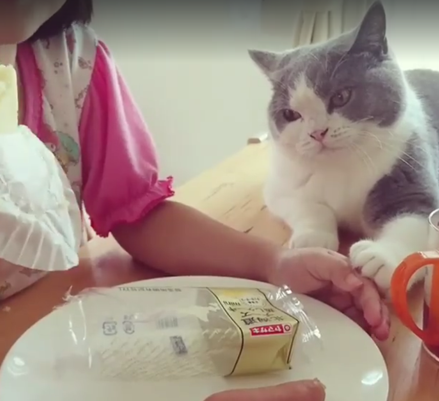▲貪吃貓咪緊盯食物，要小主人分牠吃。（圖／翻攝自臉書）