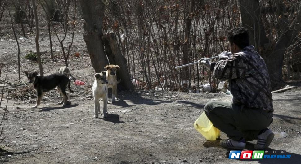 苗栗縣長徐耀昌呼籲，犬貓的有效管理應落實家犬貓絕育和晶片植入寵物管理，避免與野外個體繁殖，才是解決問題的根本（圖／苗栗縣政府提供，2017.6.29 ）