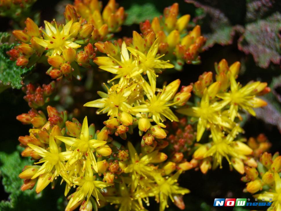 夏季的合歡山正是玉山佛甲草等花卉綻放的時節，美不勝收。〈圖／東勢林區管理處提供2017.6.29〉